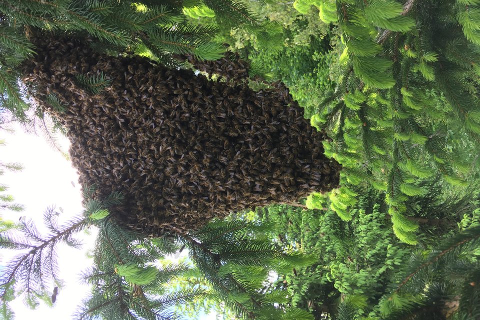 bienen