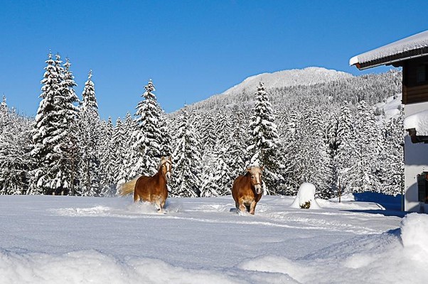 Winterlandschaft mit Pferden