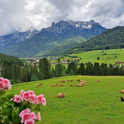 Blick vom Balkon auf unsere Kuhherde