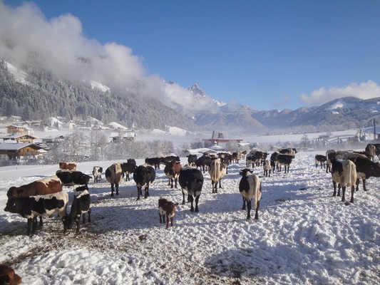 Unsere Kühe und Kälber